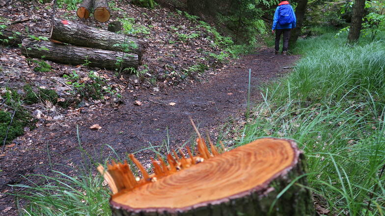 Erlsgrund bei Schmilka in der Sächsischen Schweiz: Hier wurden im Nationalpark Bäume umgesägt.