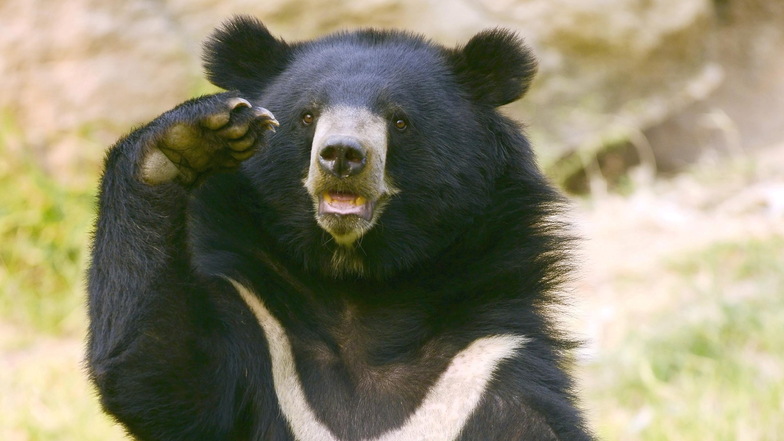 Ein junger Tibetbär, hier ein Symbolfoto: Zwei sollen nach Görlitz ziehen.
