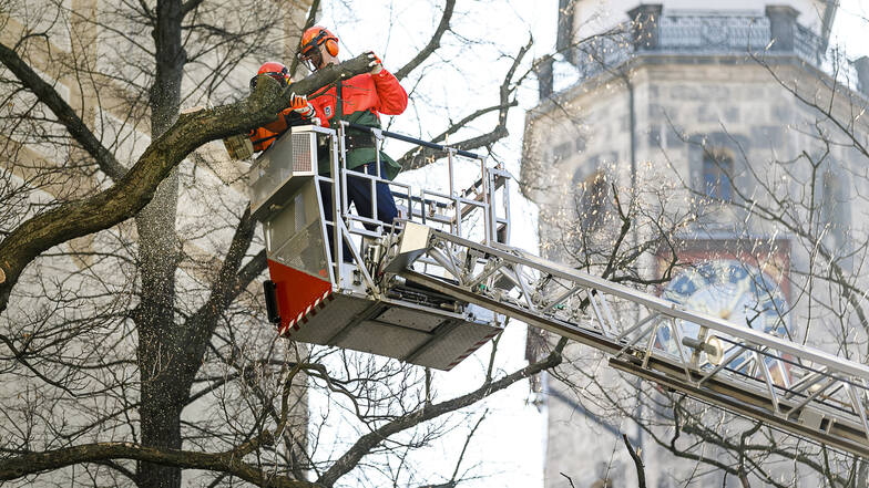 Hinter dem Görlitzer Rathaus wurde in der vorangegangenen Fällsaison ein Baum beseitigt.
