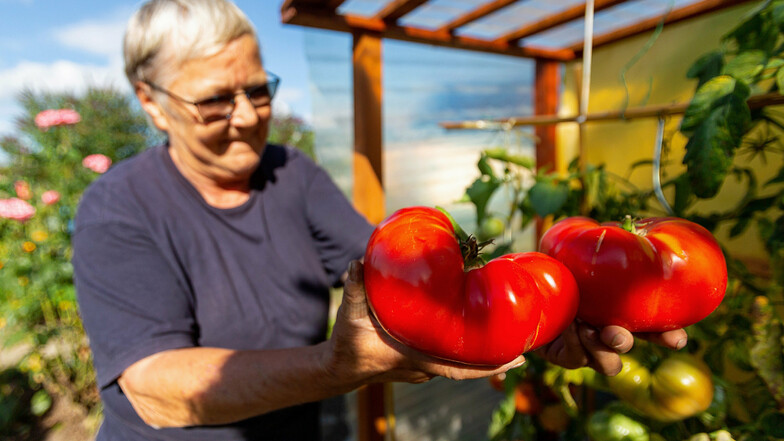 Schwergewicht in Rot: Zwei XXL-Tomaten hat Roswitha Pagel in Pirna geerntet.