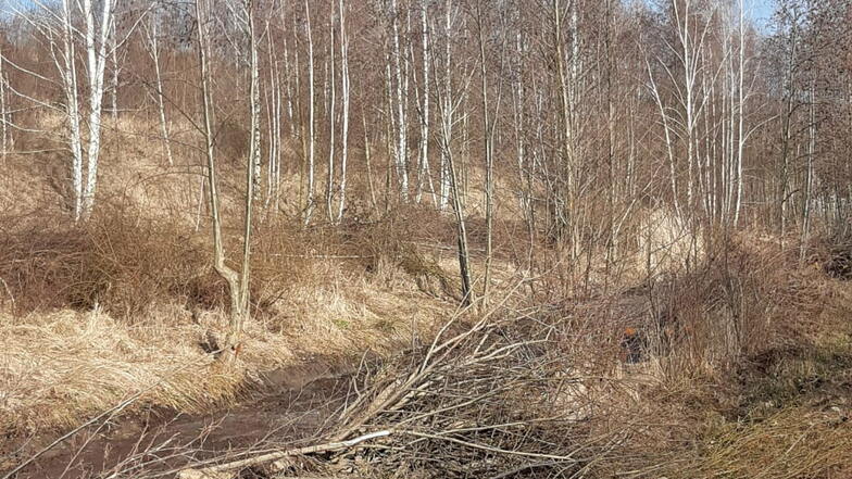 Die LMBV hat Bäume am Berzdorfer See gefällt. In dieser Woche wird das Holz beräumt.