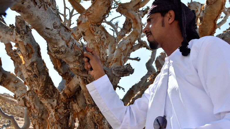 Gewusst wie: Mahad zeigt, wie der Ast des Weihrauchbaumes angeritzt wird.
