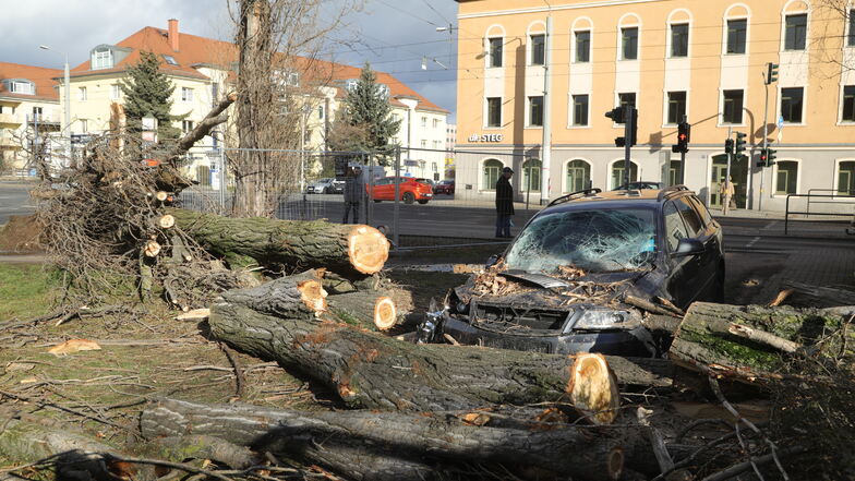 An der Bodenbacher Straße in Dresden kippte eine morsche Pappel gegen ein Wohnhaus und auf ein geparktes Auto.