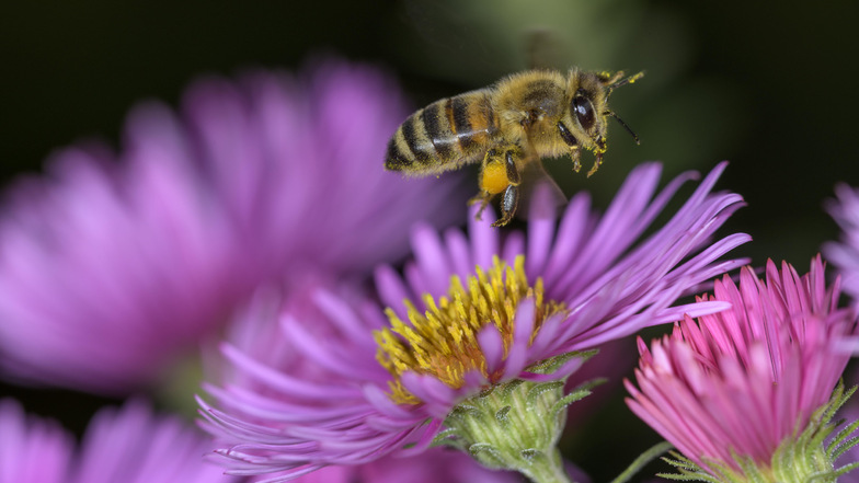 80 Prozent der heimischen Nutz- und Wildpflanzen sind auf Bienen als Bestäuber angewiesen.