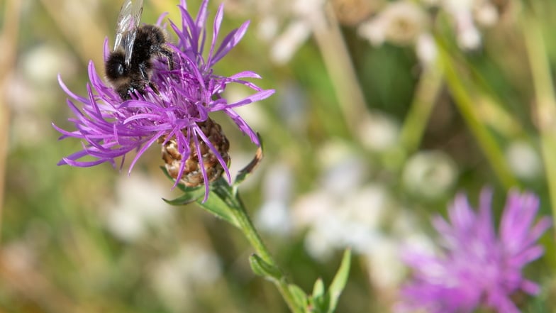 Hohes Gras und Wiesenblumen sind eine gute Grundlage für Insekten, findet unser SZ-Leser.