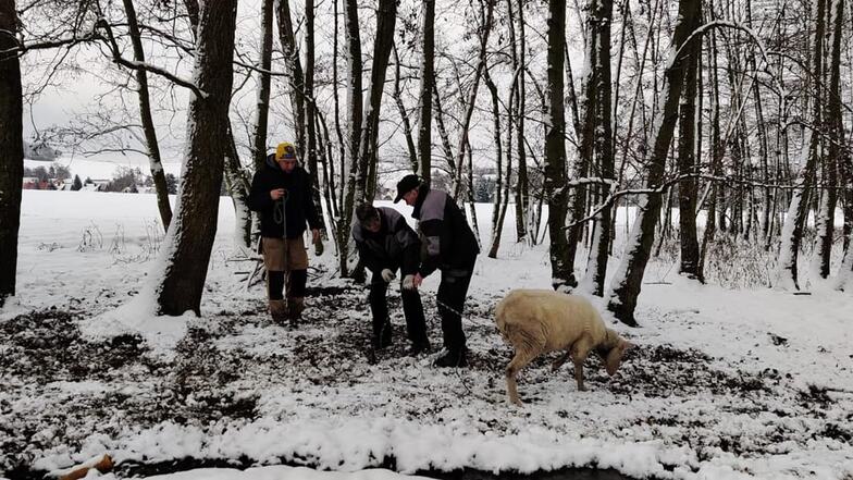 Tierschützer haben zwei Schafe aus einem Waldstück befreien müssen. Dort waren sie an Bäume angekettet, doch ohne Nahrung.