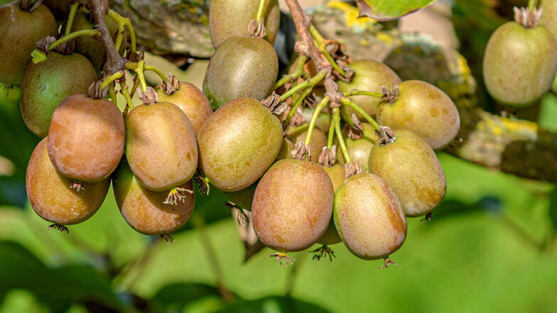 Pflanzen der neu gezüchteten, winterharten Kiwi-Sorte Victoria wird es am Sonnabend auf dem Markt in Staucha geben.