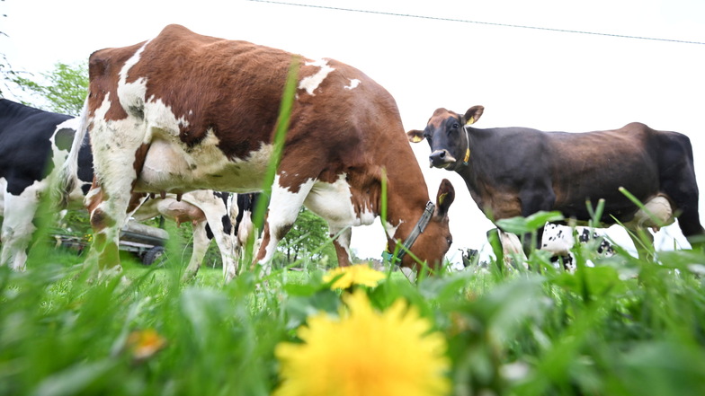 Seit Ende März hat das US-Agrarministerium das Vogelgrippevirus in mehr als 30 Milchviehbetrieben in rund 10 Bundesstaaten registriert - auch in der Milch selbst.