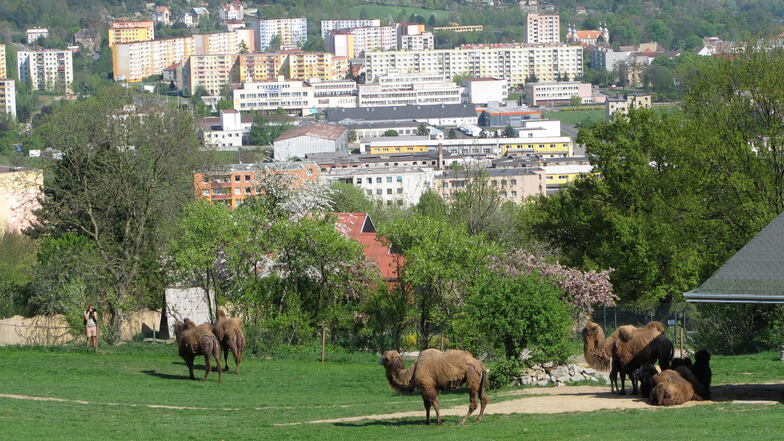 Der Bergzoo in Ústí nad Labem (Aussig) steht mit neuer Direktorin vor großen Veränderungen. Die letzte Elefantin Delhi und einige andere Tiere wie Orang Utans und Raubtiere werden ihn deshalb für einige Jahre verlassen müssen.