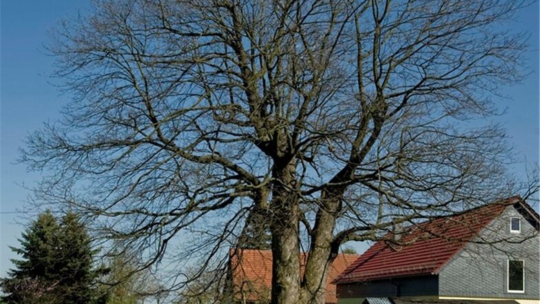 Der Bergahorn, der bei Familie Hohlefeld in Wohla im Garten steht hat etwa 400 Jahre auf dem Buckel.