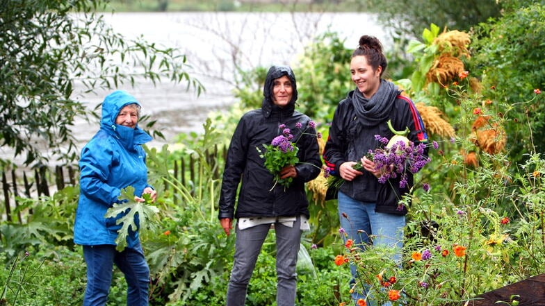 Im Gemüsegarten des Bio-Hotels Helvetia
in Schmilka wird im Kräuter- und Gemüsegarten geerntet, was noch zu retten ist. Irmgard Krätschmer, Cathleen Janotte und Agnes Janotte (v.l.) werden fündig.