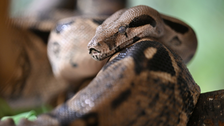 Boa constrictor Hermine bekam im Reptilienhaus Unteruhldingen auf einen Schlag 42 Babys.