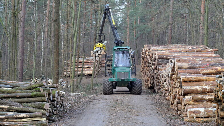 Mit Harvestern und Forwardern, so die Fachbegriffe für die schweren Forstmaschinen, werden die Bäume im Jägerpark in Dresden gefällt und abtransportiert.
