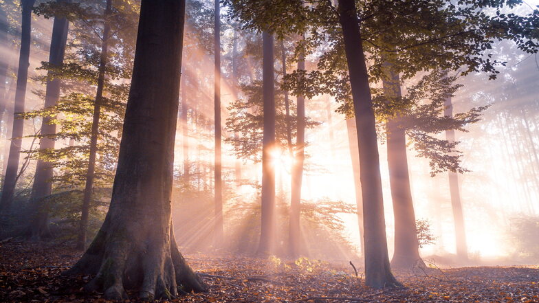 Ein früher Herbstmorgen in den tiefen Wäldern des Nationalparks Sächsische Schweiz. Wenn dann noch dichter Nebel um die Bäume zieht, ist die Szenerie komplett, schreibt Benjamin Korth auch Dippoldiswalde und nennt seine Aufnahme Bäume im Gegenlicht.