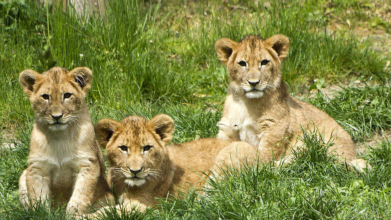 Der Löwennachwuchs war ursprünglich zu fünft. Die Mutter tötete im März zwei der Jungen.