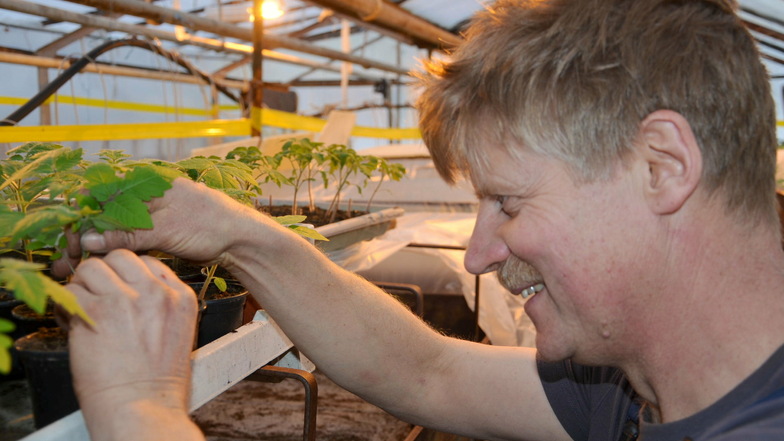 Tomatenpflanzen in der Kinderstube. Stefan Jung von der gleichnamigen Gärtnerei und Landwirtschaftsbetrieb in Hilbersdorf vereinzelte das beliebte Gemüse in mühevoller Handarbeit.