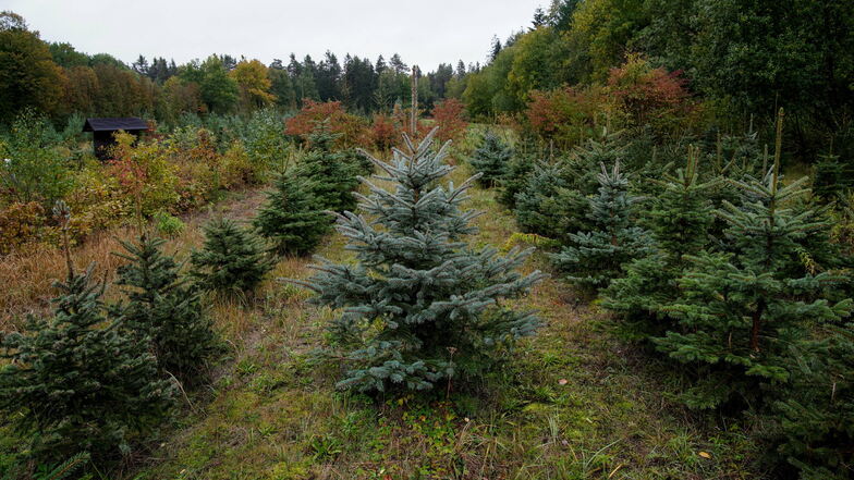 In der Bühlauer Forstbaumschule stehen Weihnachtsbäume in Reih und Glied. Doch viele haben bereits Schäden, teilweise fehlt der Maiwuchs.