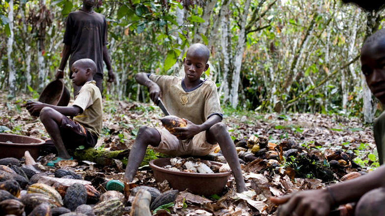 Hassan und Hussein Sawadogo (8) arbeiten auf einer Kakaofarm eines Nachbarn in Sinikosson, Elfenbeinküste.