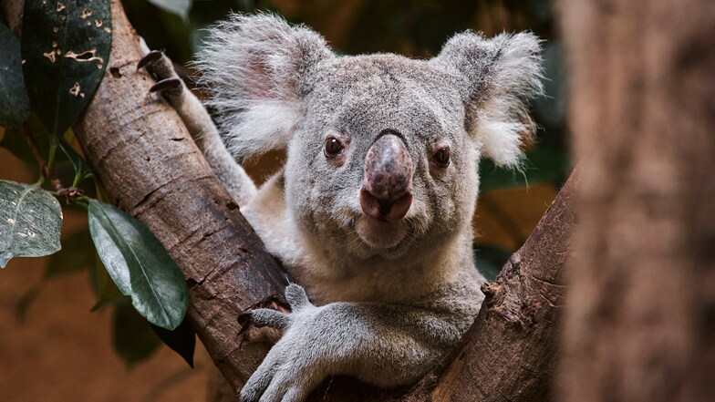 Hochzeitsreise in Dresdner Zoo geglückt: Koala-Dame Eerin hat Nachwuchs