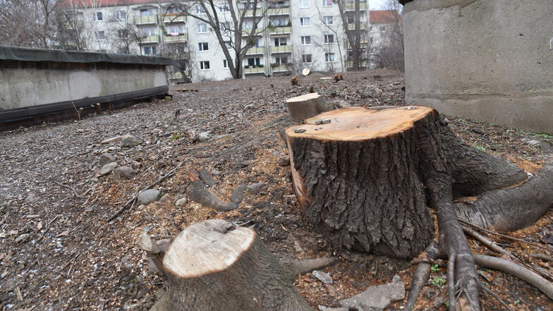 Verbliebene Baumsstümpfe auf dem unterirdischen Zivilschutzbunker in der Wilsdruffer Vorstadt.