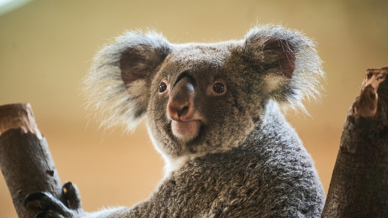 Koalas sind das Aushängeschild des Dresdner Zoos geworden. Ihre flauschigen, großen Ohren und die "zusammengerückten Gesichter" lassen sie extrem niedlich wirken.