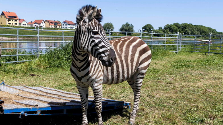 Am Riesaer Elbufer gibt es aktuell Zebras zu sehen.