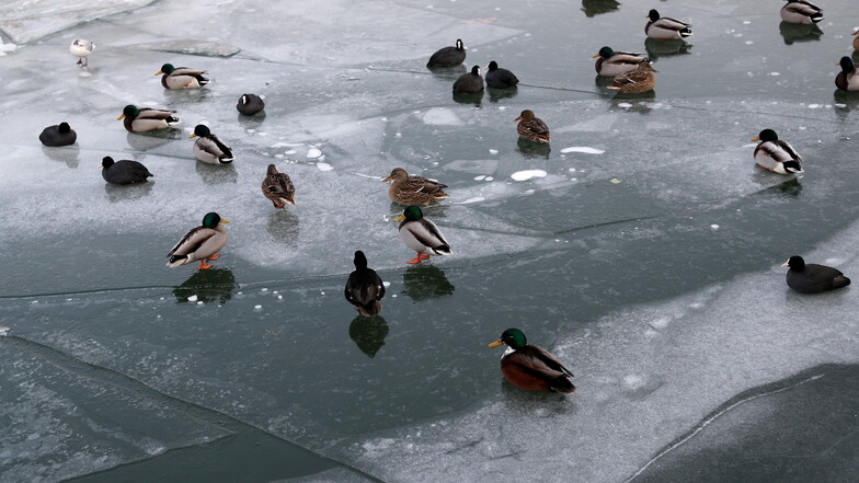 Ein spezieller Blutkreislauf, der die Füße auf null Grad herunterkühlt, schützt Entenfüße vorm Festfrieren auf Eis.