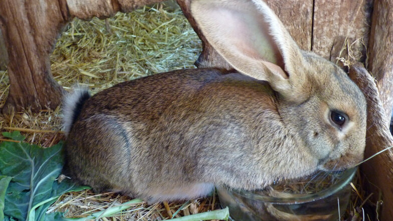 Das ist eines der acht Kaninchen von Pierre Weidner, die an der China-Seuche (RHD) gestorben sind. Es steht starr im Futtertrog. Einer Stunde später war es tot.