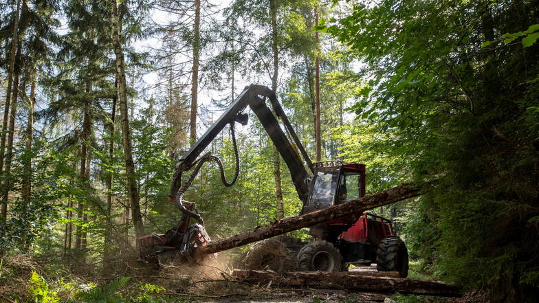 Harvester im Nationalpark Sächsische Schweiz: Die Rettungswege sollen vor umbrechenden Bäumen sicher sein.