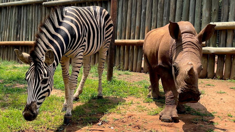 Kleines Nashorn und Zebra werden dicke Freunde