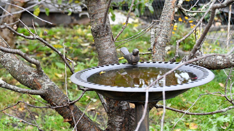 Die Vogeltränke im Kleingarten in Radeberg wird auch im Winter gefüllt.