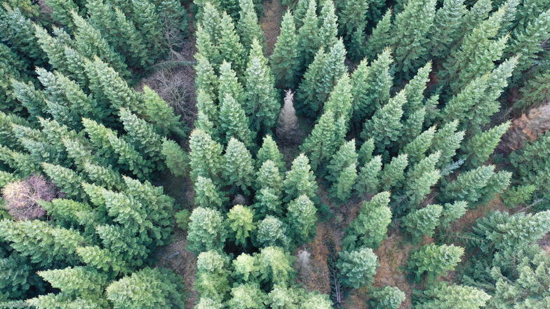 Der Altenberger Kommunalwald soll mit mehr Laubbäumen wieder aufgeforstet werden. (Symbolbild)