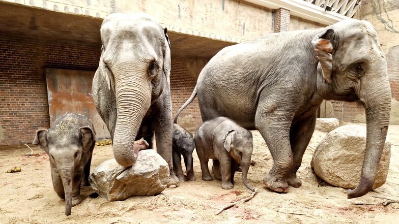 Zoo Leipzig: Freude über neues Elefantenbaby