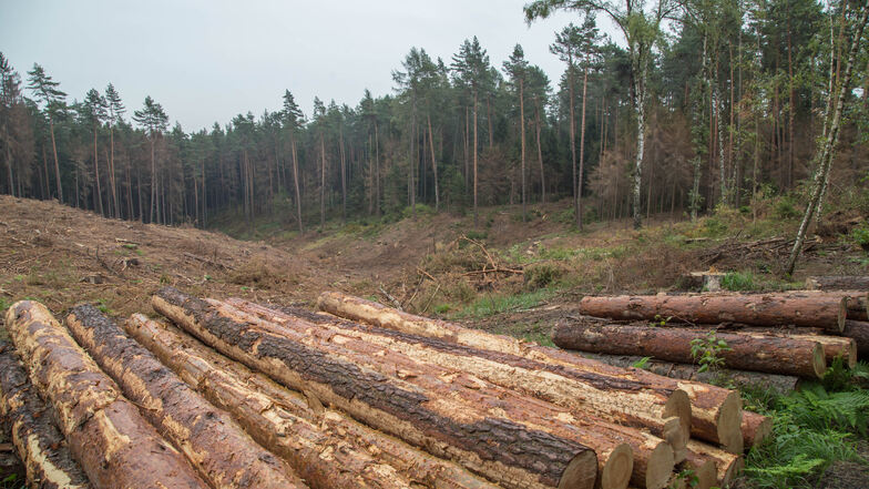 Noch immer liegt oder steht mehr als ein Drittel des von Borkenkäfern geschädigten Holzes aus dem vergangenen Jahr in den Wäldern. Schon bald könnte das Baumsterben seine Fortsetzung finden.