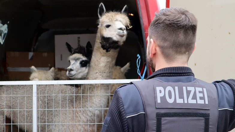 Aus dem Kleintransporter schauten die Polizisten nicht nur Alpakas an.