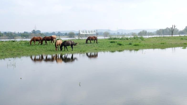 Die Pferdekoppel am Western Inn in Scharfenberg steht in Teilen unter Wasser. Noch zeigen sich die Tiere unbeeindruckt und grasen auf der Wiese, die das Wasser ihnen gelassen hat.