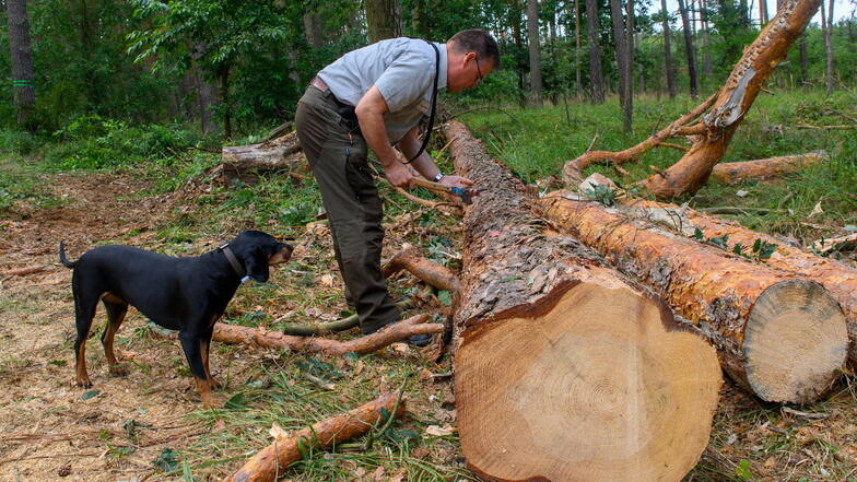 Ein Mitarbeiter eines Forstamtes untersucht einen Kiefernstamm auf Borkenkäfer.