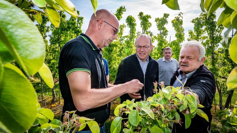 Erik Buitenhuis (Obstland Dürrweitzschen), Sachsens Landwirtschaftsminister Wolfram Günther, Michael Görnitz von Bioobst Görnitz und Jörg Geithel haben sich im April bei Obstland die vom Frost geschädigten Birnen angeschaut.