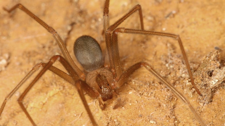 Ein Weibchen der Braunen Violinspinne (Loxosceles rufescens). In Italien sind zwei Menschen nach Bissen dieser Spinnen gestorben.