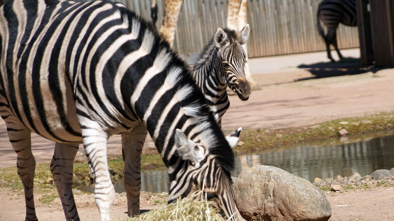 Anfang April wurde Zebra-Nachwuchs Camina geboren. Zoo-Besucher kennt die kleine Stute noch nicht. Das soll sich ändern.