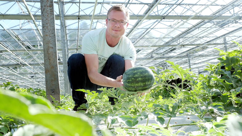Obstbauer Michael Görnitz baut in den Gewächshäusern der ehemaligen Gärtnerei Zocher in Karpfenschänke Melonen an. Die Mini-Wassermelonen will er, wenn sie Mitte Juli reif sind, zum Stückpreis von vier bis fünf Euro verkaufen.