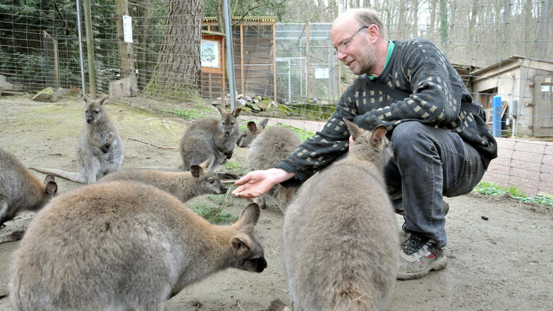 Kängurus gehören seit vielen Jahren zu den Besucher-Attraktionen im Tierpark Meißen. Chef Heiko Drechsler hat bereits mehrere Jungtiere großgezogen.