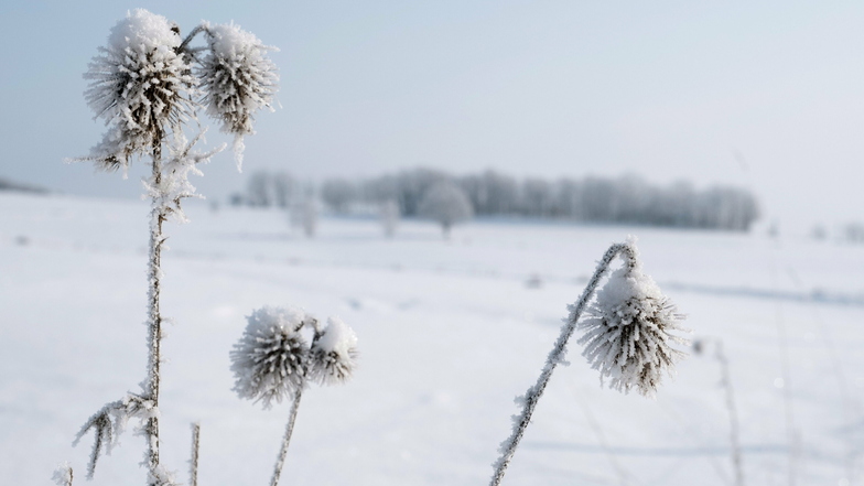 Die eisigen Temperaturen sorgen für eine zauberhafte Schneelandschaft mit gefrorenen Blumen - so wie hier am Mittwochmorgen in Königshain.