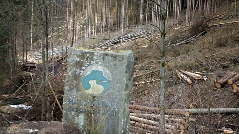 Nationalpark Sächsische Schweiz: Entlang der Kirnitzschtalstraße wird gefällt, wie hier bei Saupsdorf, an den Wanderwegen nicht.