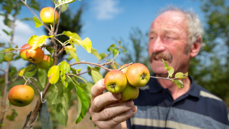 Pomologe Klaus Schwartz aus Löbau ist Fachmann, wenn es um die Bestimmung von Apfelsorten geht. Am Sonntag kommt er nach Ebersbach.