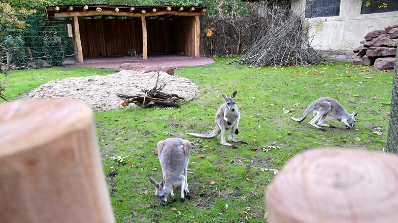 Die Kängurus Liddy, Elias, Kassandra, Ronja, M´barak und Agnes haben ihr neues Gehege im Dresdner Zoo bezogen.