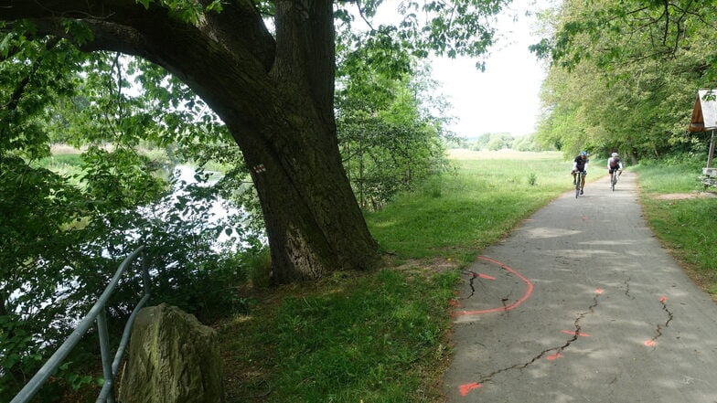 Die Eiche am Mulderadweg steht direkt am Flussufer und neigt sich zur Seite. Jetzt will die Flussmeisterei etwas unternehmen.