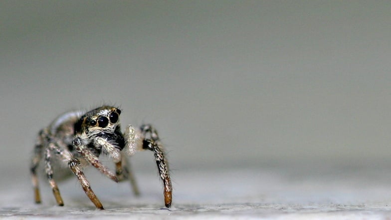 Die Harlekin-Springspinne
kann man oft an Hauswänden beobachten. Sie schaut auch gern mal zum Fenster rein. Im runden Bild im Text zu sehen: die Brückenkreuzspinne.