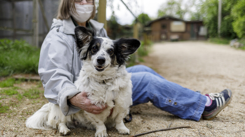 Auch wenn es gerade besondere Bedingungen im Tierheim Görlitz sind, Auslauf will Hund Emmi trotzdem haben.