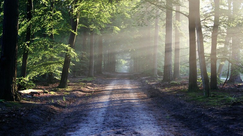 „Grüne Apotheke“ oder auch „Doktor Wald“ – längst ist klar, dass Wälder wichtige Therapieorte im Kampf gegen Krankheiten sind.